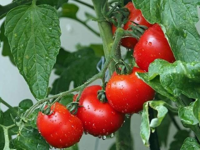 Terreno in vendita a Tresole, Pesaro