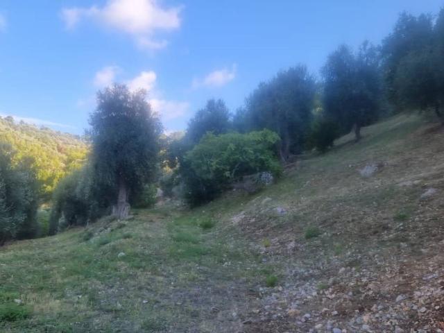 Terreno in vendita a Puglia, Foggia