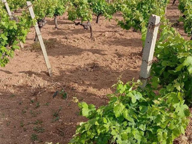Terreno in vendita a Petrosino, Sicilia