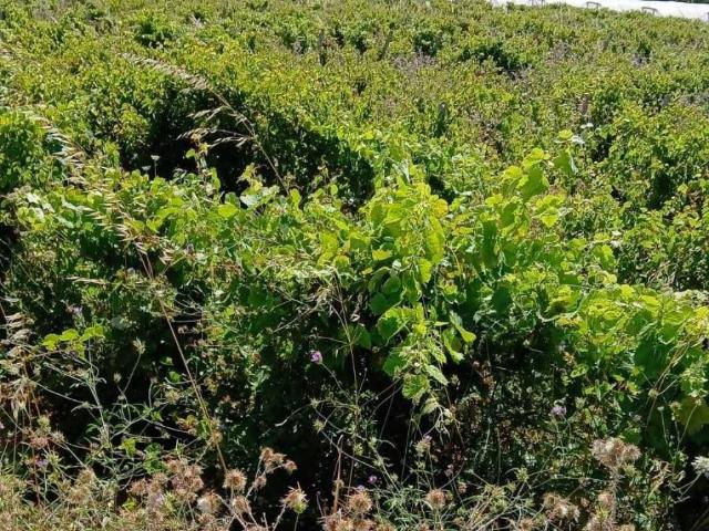 Terreno in vendita a Petrosino, Sicilia