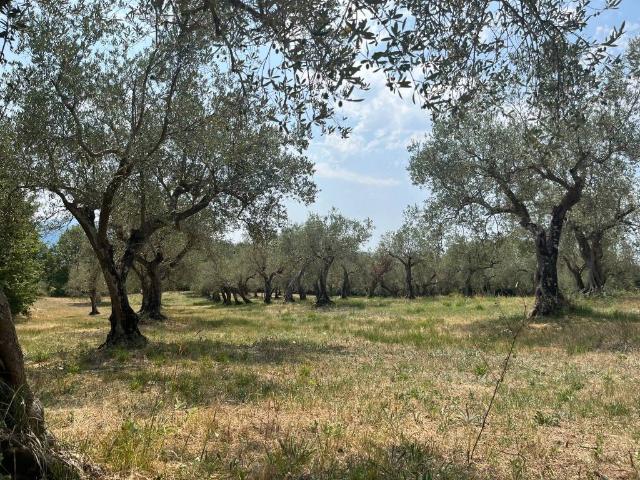 Terreno in vendita a Piana Di Monte Verna, Campania