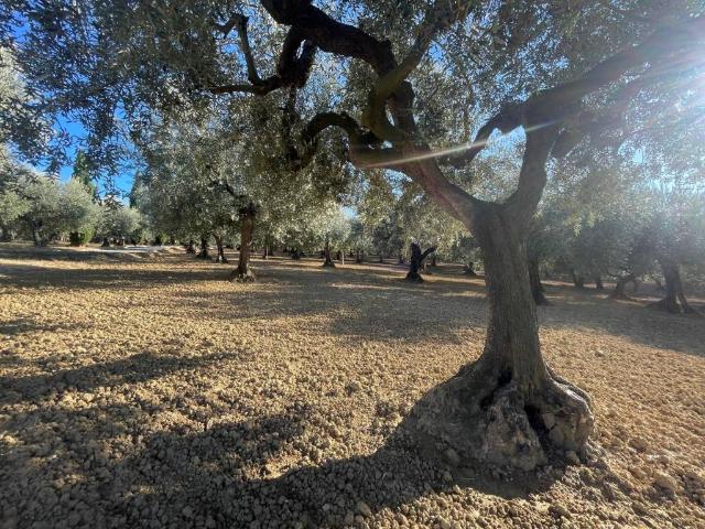 Terreno in vendita a Pianella, Pescara