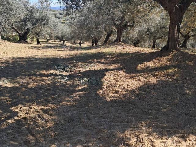 Terreno in vendita a Pianella, Abruzzo