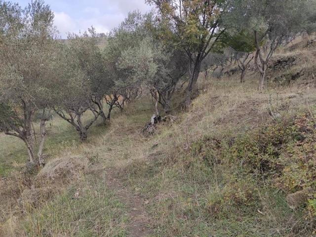 Terreno in vendita a Piedimonte Etneo, Sicilia