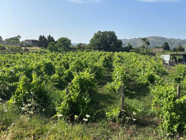 Terreno in vendita a Piedimonte Etneo, Sicilia