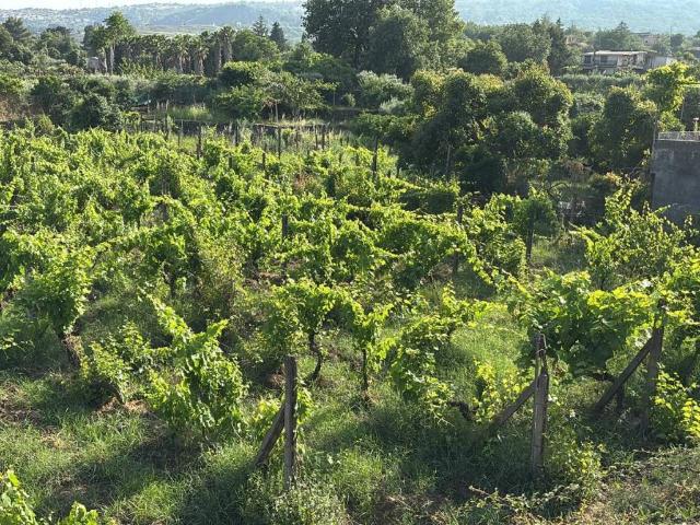 Terreno in vendita a Piedimonte Etneo, Sicilia