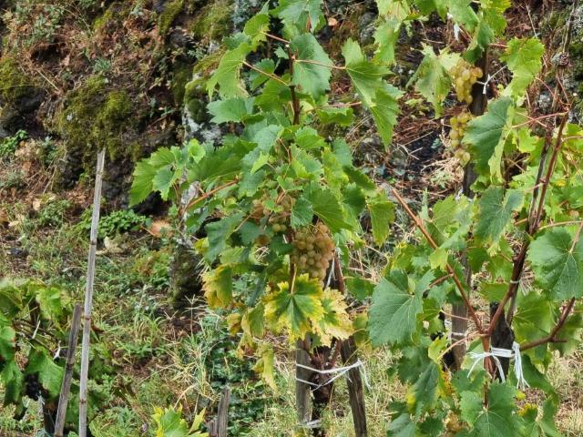 Terreno in vendita a Piedimonte Etneo, Sicilia