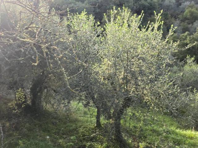 Terreno in vendita a Piegaro, Umbria