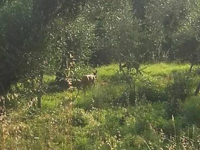 Terreno in vendita a Pietrabruna, Liguria