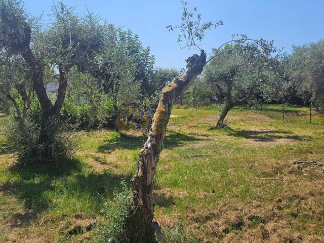 Terreno in vendita a Strettoia, Pietrasanta