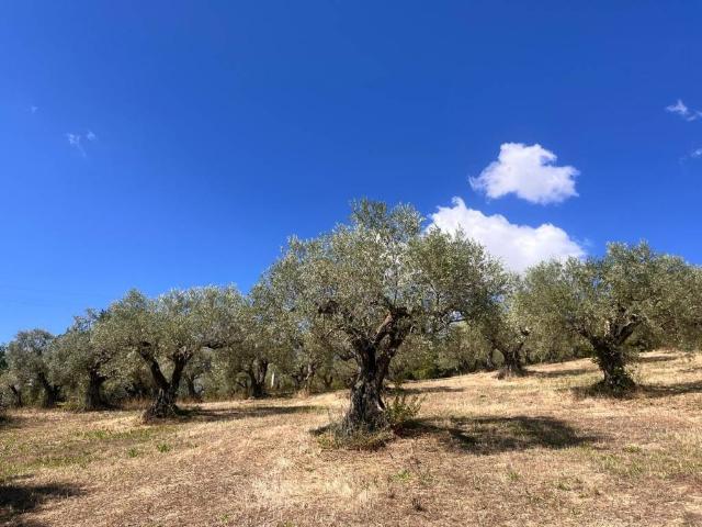 Terreno in vendita a Piana Romana, Pietrelcina