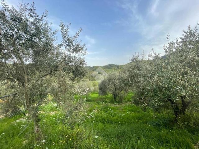 Terreno in vendita a Pieve A Nievole, Toscana