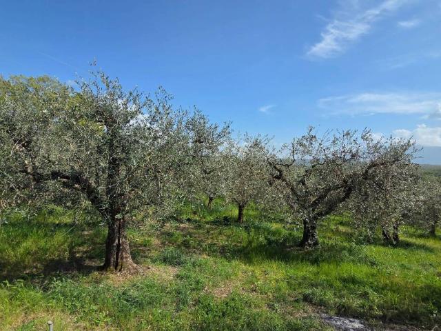 Terreno in vendita a Piglio, Lazio