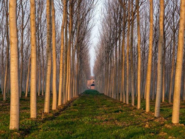 Terreno in vendita a Piombino Dese, Veneto