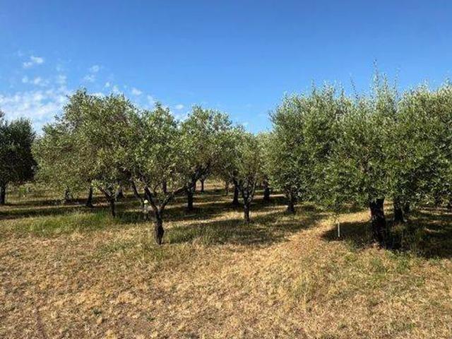 Terreno in vendita a Riotorto Vecchio, Piombino