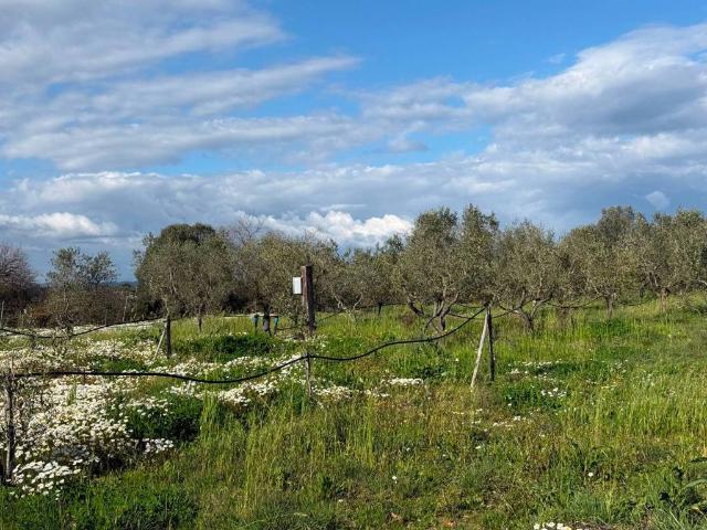 Terreno in vendita a Piombino, Toscana