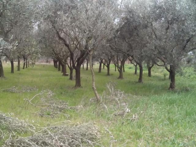 Terreno in vendita a Ospedaletto, Pisa