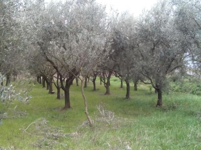 Terreno in vendita a Ospedaletto, Pisa