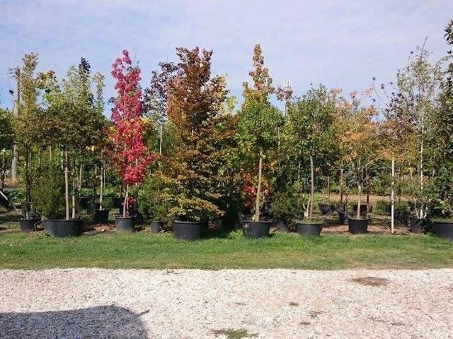 Terreno in vendita a Bottegone, Pistoia