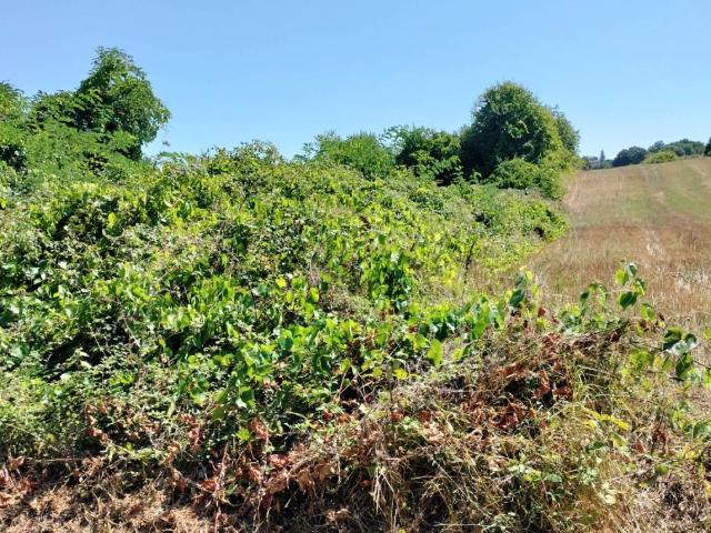 Terreno in vendita a Unione di Comuni Montani Colline del Fiora, Pitigliano
