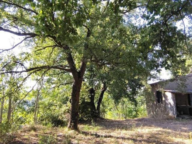 Terreno in vendita a Unione di Comuni Montani Colline del Fiora, Pitigliano