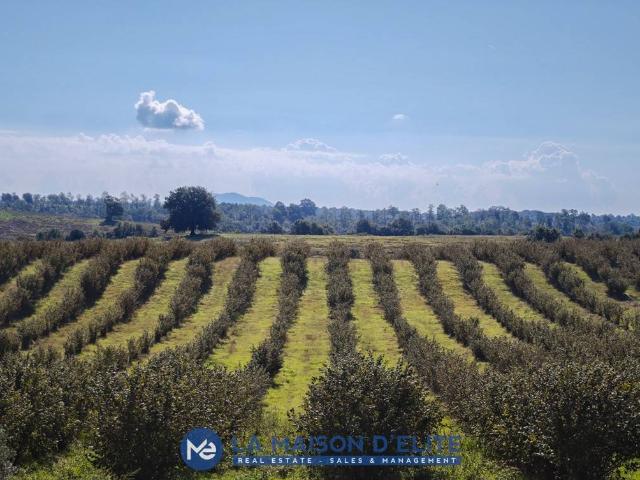 Terreno in vendita a Unione di Comuni Montani Colline del Fiora, Pitigliano