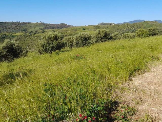 Terreno in vendita a Calabria, Reggio Calabria