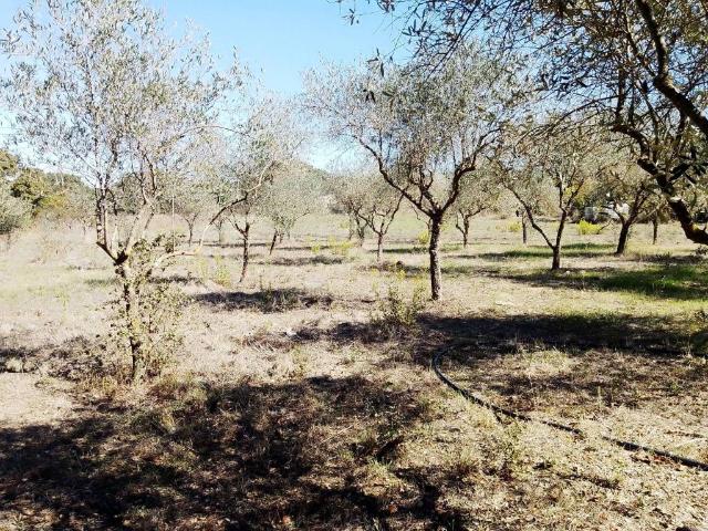 Terreno in vendita a Ploaghe, Sardigna/Sardegna