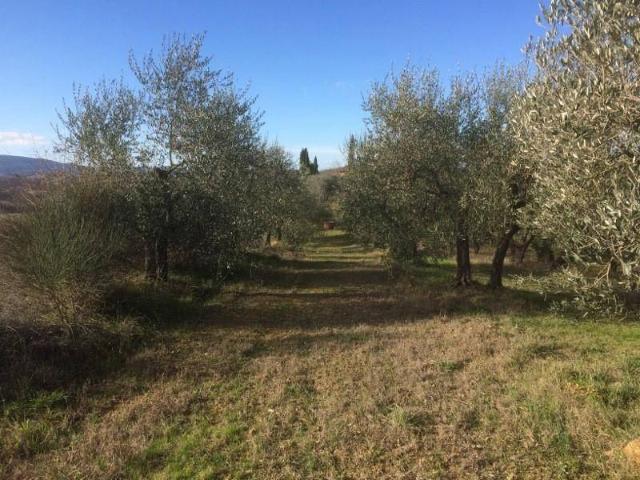 Terreno in vendita a Lecchi, Toscana