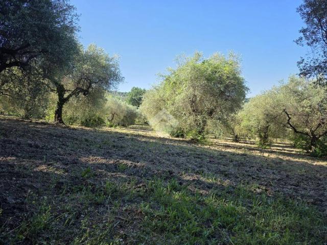 Terreno in vendita a Poggio Catino, Lazio