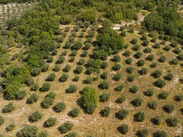 Terreno in vendita a Casali di Poggio Nativo, Poggio Nativo