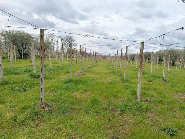 Terreno in vendita a Poggiofiorito, Abruzzo