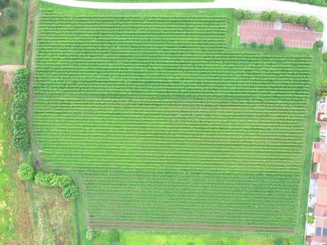 Terreno in vendita a Poiana Maggiore, Veneto
