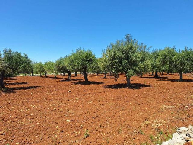Terreno in vendita a Casello Cavuzzi, Puglia