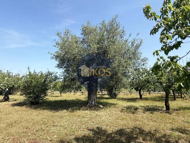 Terreno in vendita a Casello Cavuzzi, Puglia