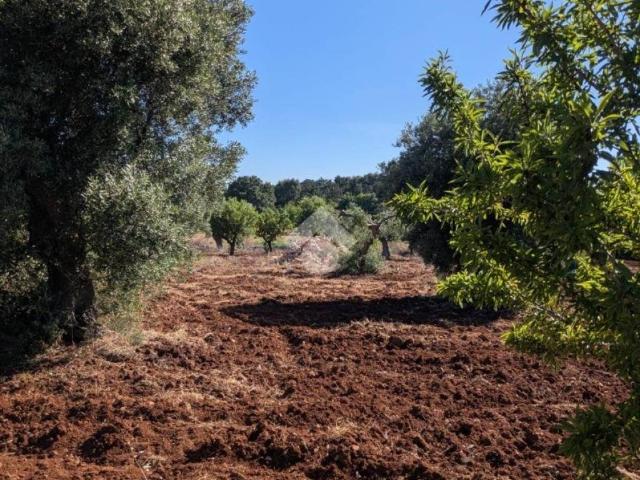 Terreno in vendita a Casello Cavuzzi, Puglia