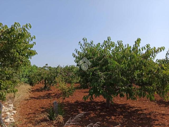 Terreno in vendita a Casello Cavuzzi, Puglia