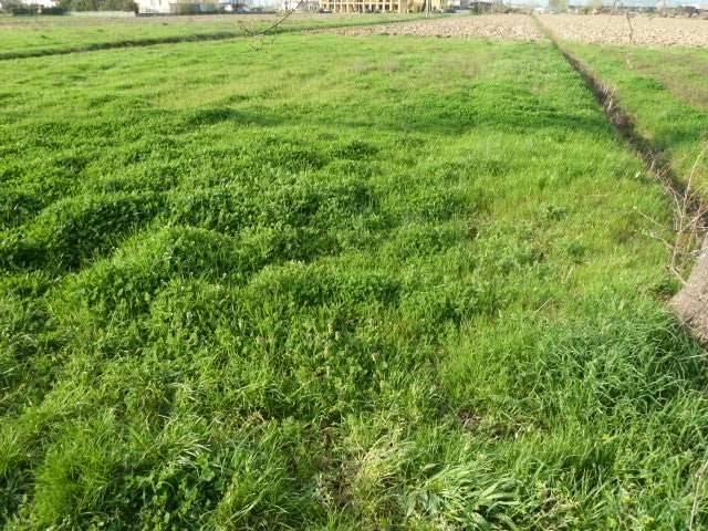 Terreno in vendita a Porcari, Toscana