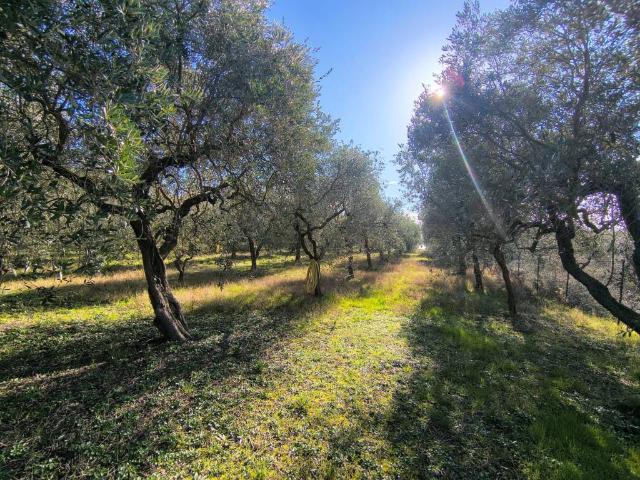 Terreno in vendita a Marche, Fermo