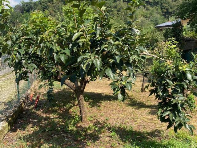 Terreno in vendita a Musadino, Porto Valtravaglia