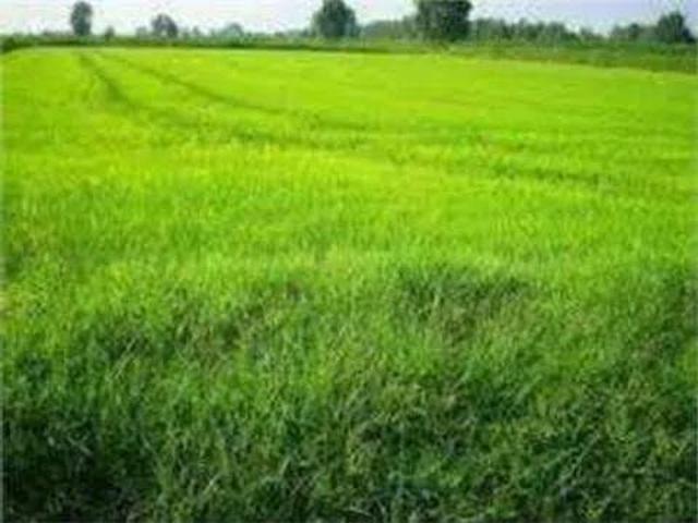 Terreno in vendita a Portocannone, Molise