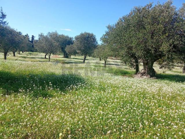Terreno in vendita a Pozzallo, Sicilia