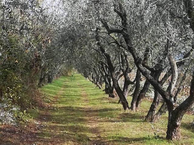 Terreno in vendita a Prato, Toscana