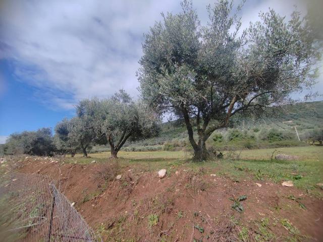 Terreno in vendita a Priverno, Lazio