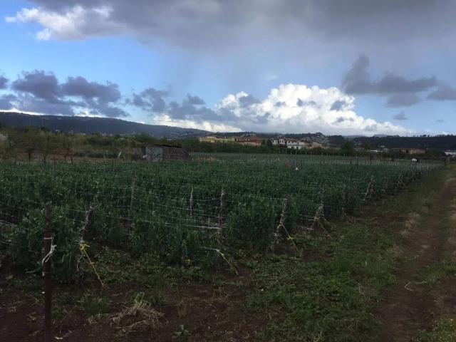 Terreno in vendita a Spinelli, Quarto