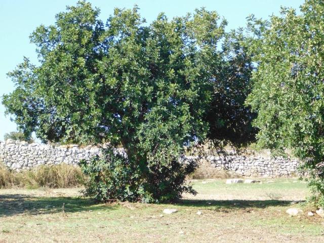 Terreno in vendita a Ragusa, Sicilia