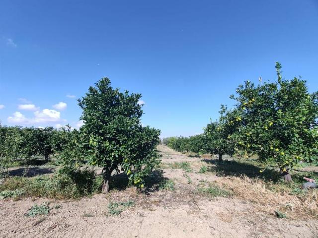 Terreno in vendita a Ramacca, Sicilia