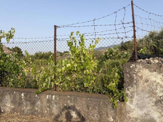 Terreno in vendita a Randazzo, Sicilia