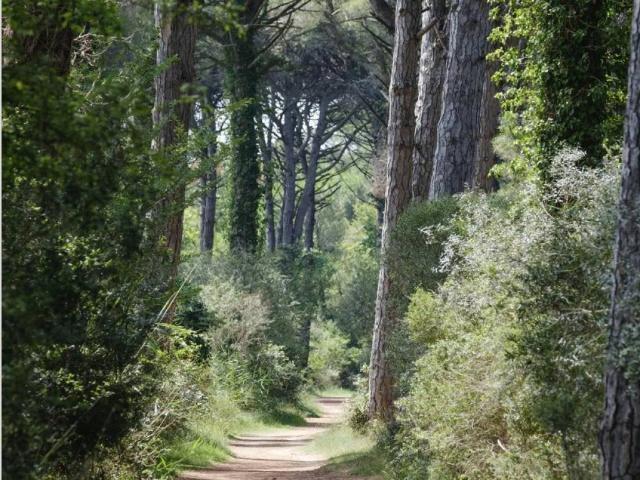 Terreno in vendita a Lido di Classe, Ravenna