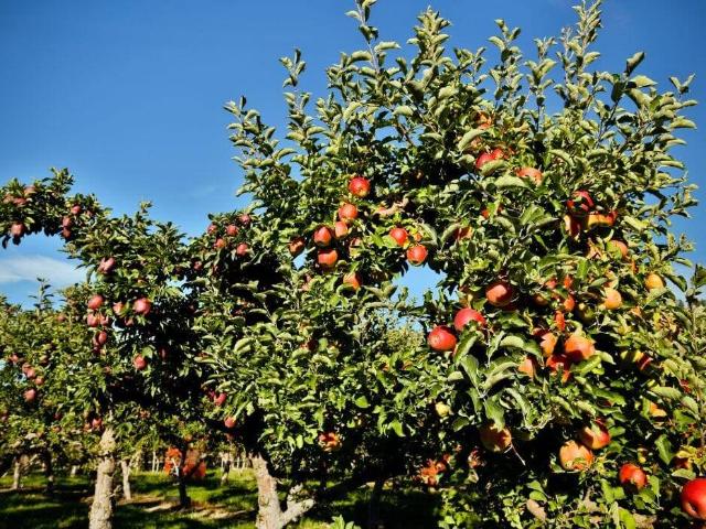 Terreno in vendita a San Romualdo, Ravenna